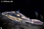 hypostomus basilisko hypostomus basilisko