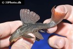 hypostomus basilisko hypostomus basilisko
