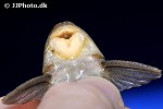 hypostomus basilisko hypostomus basilisko
