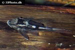 hypostomus basilisko hypostomus basilisko
