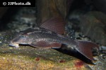 hypostomus basilisko hypostomus basilisko