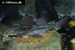 hypostomus basilisko hypostomus basilisko