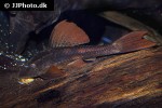 hypostomus basilisko hypostomus basilisko