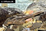 hypostomus basilisko hypostomus basilisko