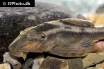 hypostomus basilisko hypostomus basilisko