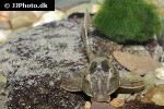 hypostomus basilisko hypostomus basilisko