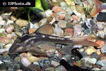 hypostomus basilisko hypostomus basilisko