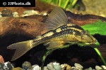 hypostomus basilisko hypostomus basilisko
