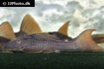 hypostomus basilisko hypostomus basilisko
