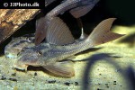 hypostomus basilisko hypostomus basilisko