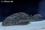 hypostomus borellii hypostomus borellii