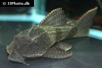 hypostomus borellii hypostomus borellii