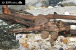 hypostomus cochliodon hypostomus cochliodon