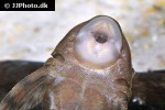 hypostomus cochliodon hypostomus cochliodon