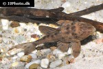 hypostomus cochliodon hypostomus cochliodon