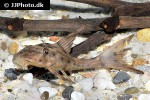 hypostomus cochliodon hypostomus cochliodon