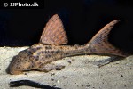 hypostomus cochliodon hypostomus cochliodon