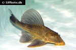 hypostomus commersoni hypostomus commersoni