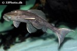 hypostomus commersoni hypostomus commersoni
