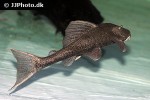 hypostomus commersoni hypostomus commersoni