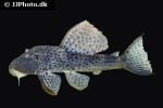 hypostomus coppenamensis hypostomus coppenamensis