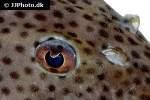 hypostomus coppenamensis hypostomus coppenamensis