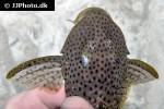 hypostomus coppenamensis hypostomus coppenamensis