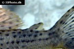 hypostomus coppenamensis hypostomus coppenamensis