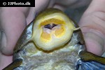 hypostomus coppenamensis hypostomus coppenamensis