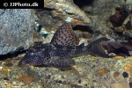 hypostomus coppenamensis hypostomus coppenamensis