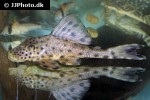hypostomus ericius hypostomus ericius