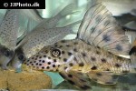 hypostomus ericius hypostomus ericius