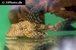 hypostomus faveolus hypostomus faveolus