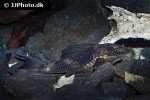 hypostomus faveolus hypostomus faveolus