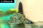 hypostomus faveolus hypostomus faveolus