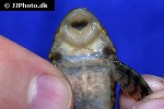 hypostomus faveolus hypostomus faveolus