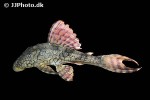 hypostomus faveolus hypostomus faveolus