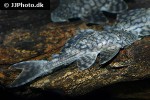 hypostomus faveolus hypostomus faveolus