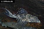 hypostomus faveolus hypostomus faveolus