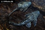 hypostomus faveolus hypostomus faveolus