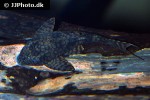hypostomus faveolus hypostomus faveolus