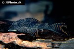 hypostomus faveolus hypostomus faveolus
