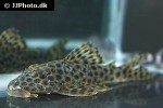 hypostomus fuscomaculatus hypostomus fuscomaculatus