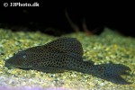 hypostomus hondae hypostomus hondae