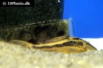 hypostomus khimaera hypostomus khimaera
