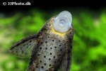 hypostomus khimaera hypostomus khimaera