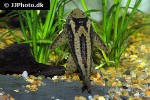 hypostomus khimaera hypostomus khimaera