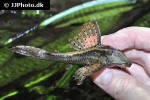 hypostomus khimaera hypostomus khimaera