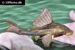 hypostomus khimaera hypostomus khimaera