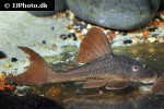 hypostomus khimaera hypostomus khimaera